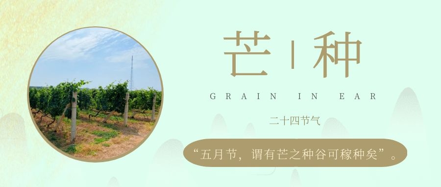 芒種 ▎風吹葡園浪，蟬鳴夏始忙