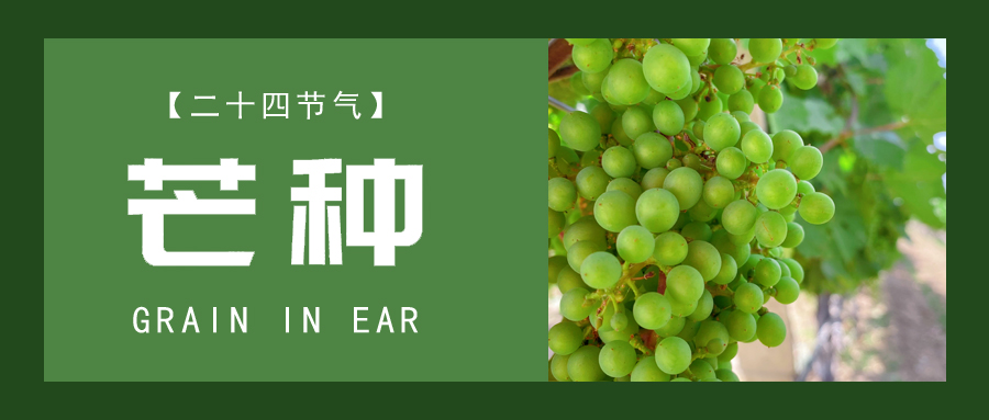 芒種 ▎忙終有獲，種得其所