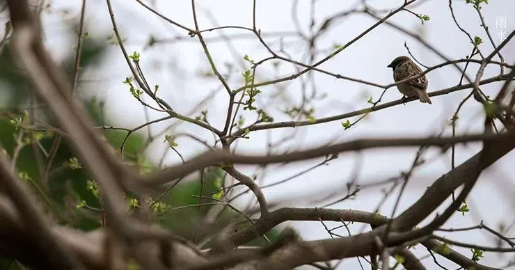 雨水||絲絲春雨潤萬物，杯杯美酒暖人心