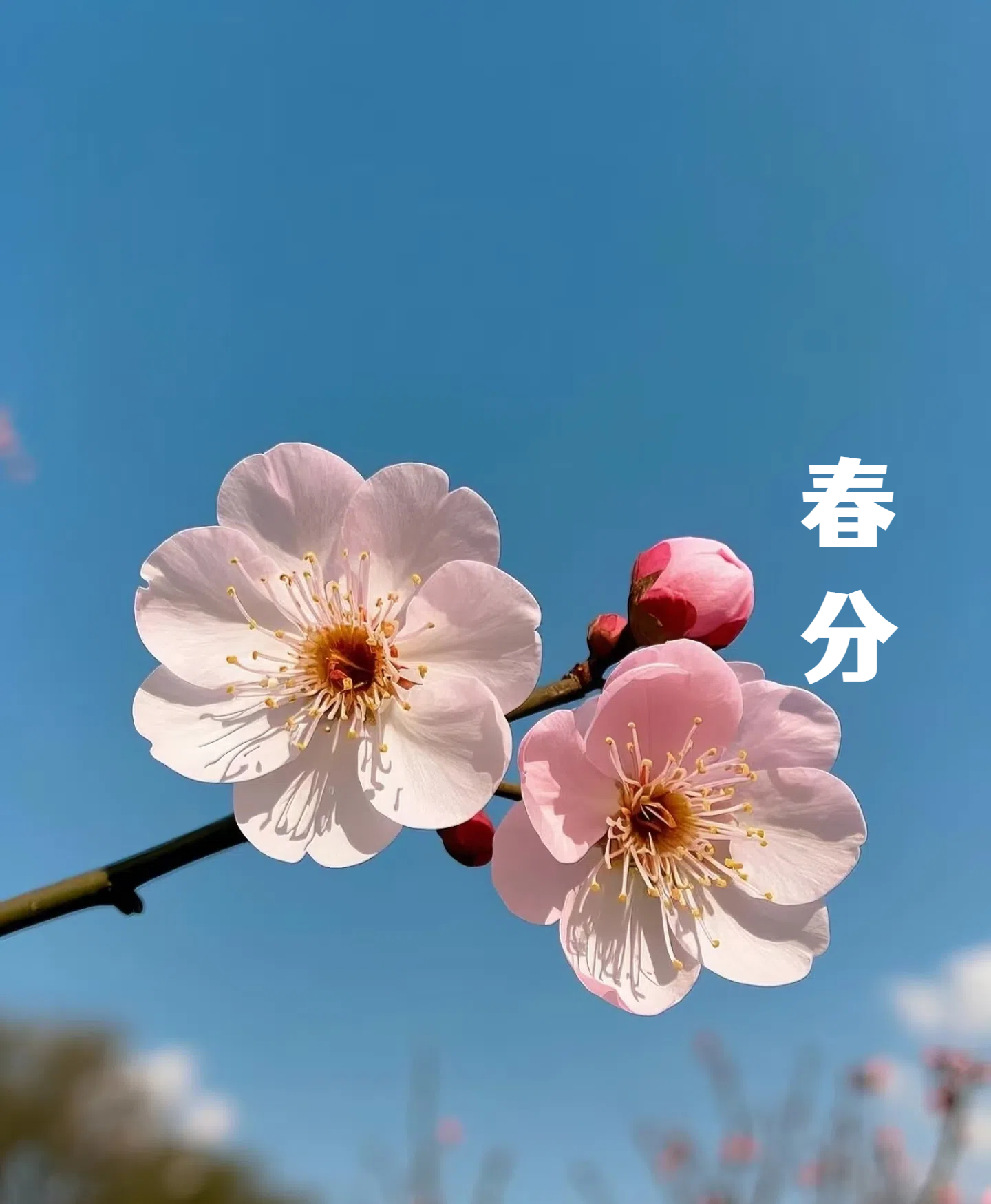 春分||花間一壺酒，莫負(fù)好時光